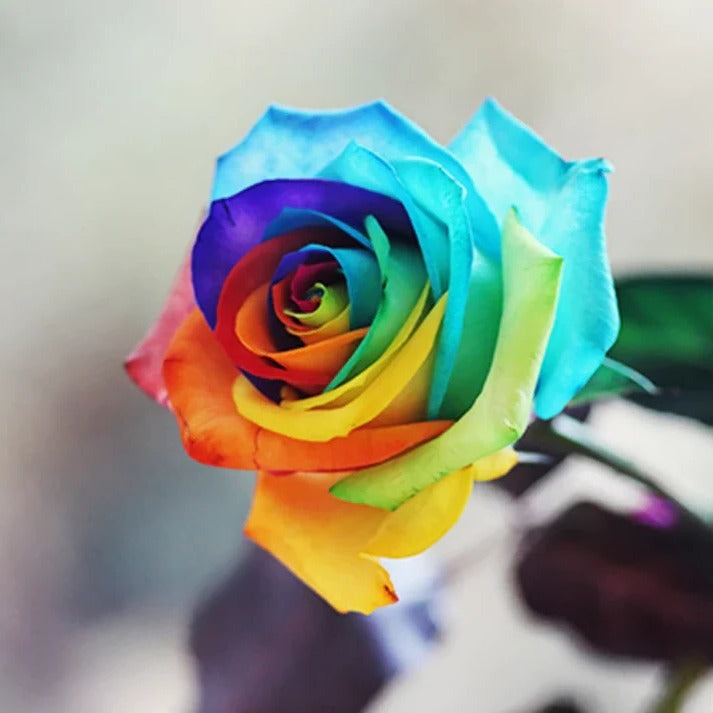 Multicolor Rose Seeds for Garden and Indoor Growing, 25 Pack