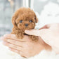 Interactive Robotic Puppy Toy with Motion and Sound Features for Kids