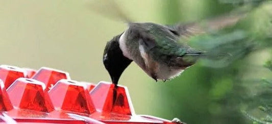 Hummingbird Feeder with Bee-Resistant Hexagonal Ports and 12oz Capacity All Vera Mart