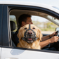 Dog Muzzle with Adjustable Head and Jaw Straps for Reactive Behavior