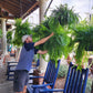 Artificial Boston Fern Bundle 18 Pack with UV Protection and Water Shedding