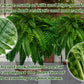 Artificial Boston Fern Bundle 18 Pack with UV Protection and Water Shedding
