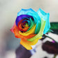 Multicolor Rose Seeds for Garden and Indoor Growing, 25 Pack