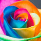 Multicolor Rose Seeds for Garden and Indoor Growing, 25 Pack