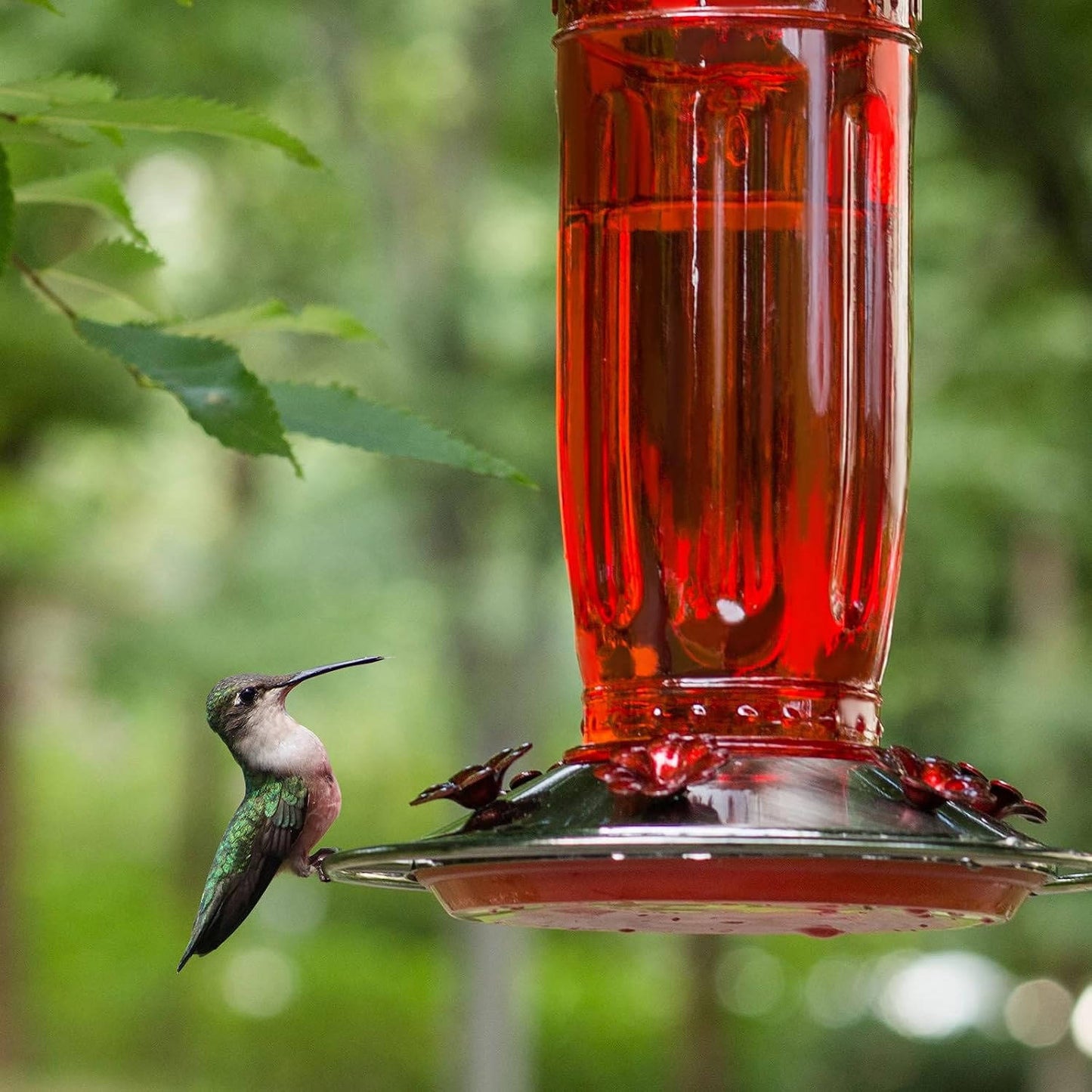 Glass Hummingbird Feeder for Outdoors, Wild Bird Feeder with 6 Feeding Ports for Garden Yard