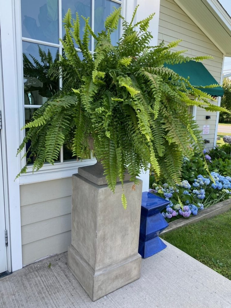Artificial Boston Fern Bundle 18 Pack with UV Protection and Water Shedding
