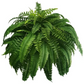 Artificial Boston Fern Bundle 18 Pack with UV Protection and Water Shedding