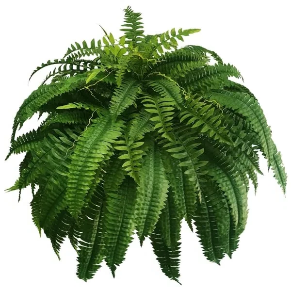 Artificial Boston Fern Bundle 18 Pack with UV Protection and Water Shedding
