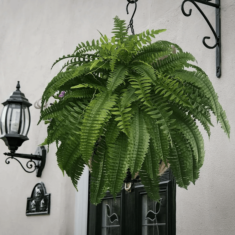 Artificial Boston Fern Bundle 18 Pack with UV Protection and Water Shedding