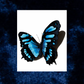 realistic butterfly temporary tattoos