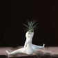Spooky Shape Air Plant Display - SpookyBuddy-Nora Luxe